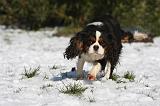 CAVALIER KING CHARLES 488